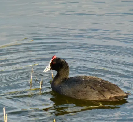 File:Red-knobbed Coot (Fulica cristata).jpg