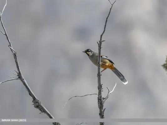 File:Variegated Laughingthrush (Trochalopteron variegatum) (53658919613).jpg