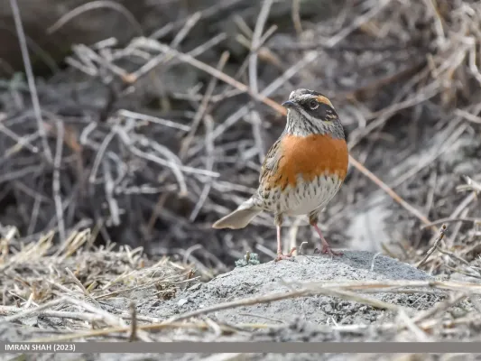 File:Rufous-breasted Accentor (Prunella strophiata) (53452696086).jpg