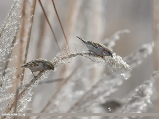 File:Sind Sparrow (Passer pyrrhonotus) (53455397190).jpg