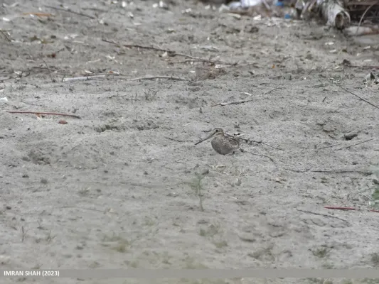 File:Solitary Snipe (Gallinago solitaria) (53455297429).jpg