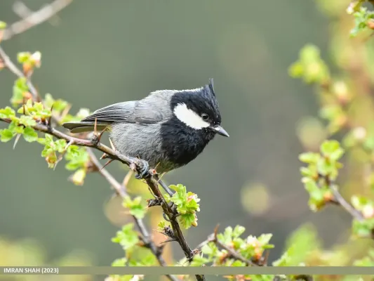 File:Rufous-naped Tit (Periparus rufonuchalis) (53455111598).jpg