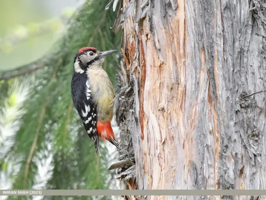 File:Himalayan Woodpecker (Dendrocopos himalayensis) (53436728089).jpg