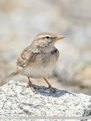 File:Hume's Lark (Calandrella acutirostris) (53444295579).jpg