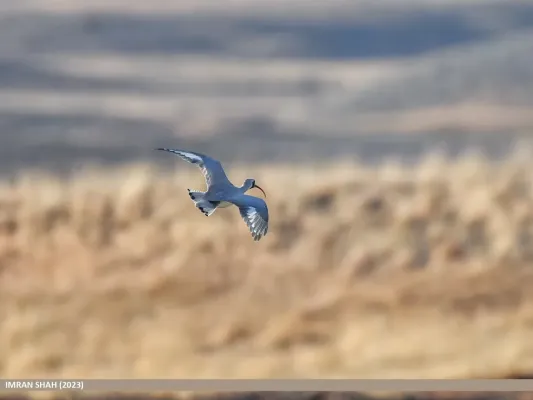 File:Ibisbill (Ibidorhyncha struthersii) (53443048167).jpg