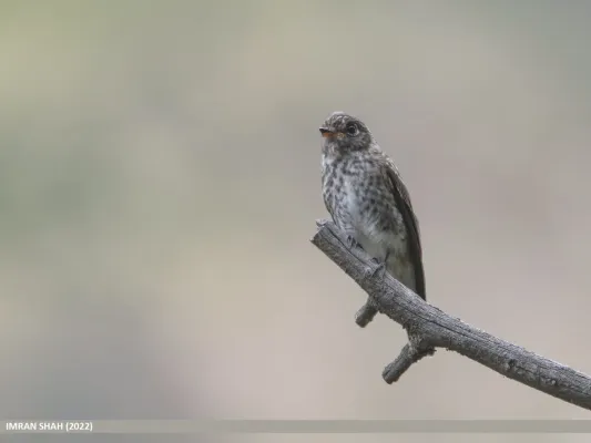 File:Dark-sided Flycatcher (Muscicapa sibirica) (53434962998).jpg