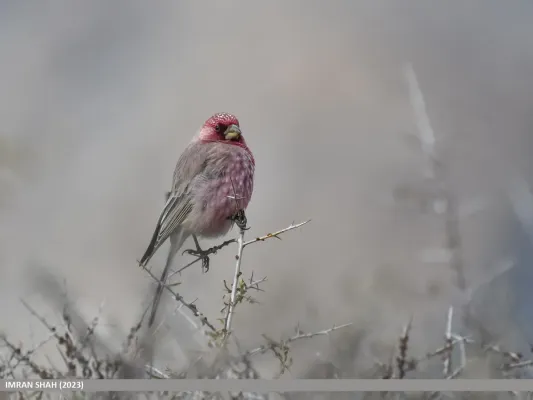 File:Great Rosefinch (Carpodacus rubicilla) (53434927063).jpg
