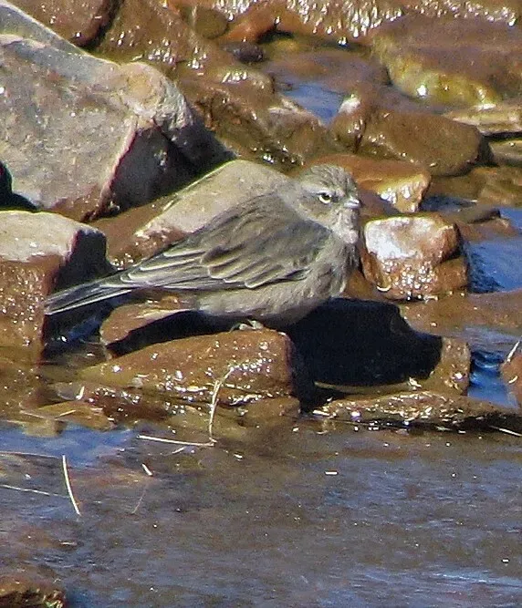 File:Geospizopsis plebejus 235321074.jpg