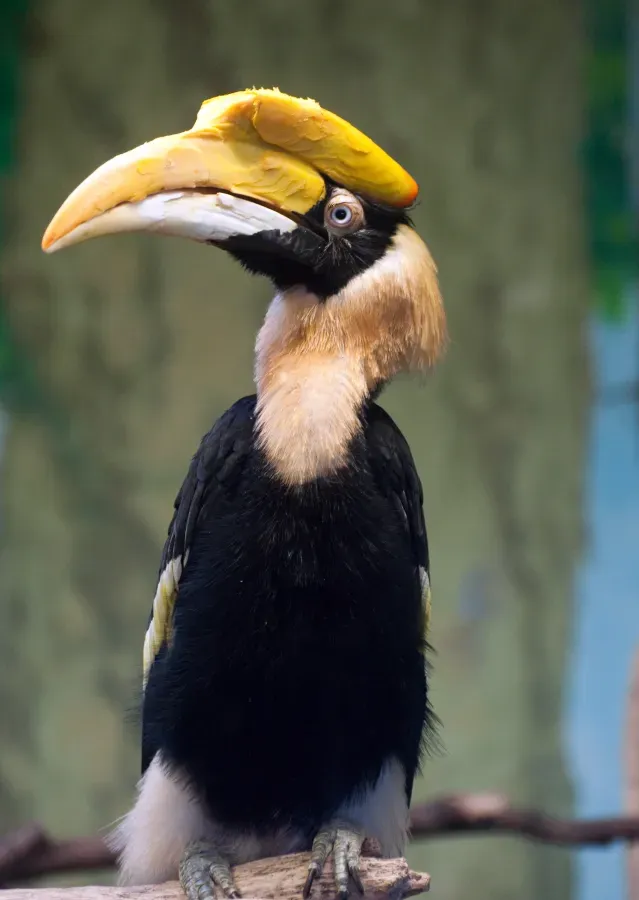 File:Buceros bicornis -Stone Zoo, Stoneham, Massachusetts, USA-8a.jpg