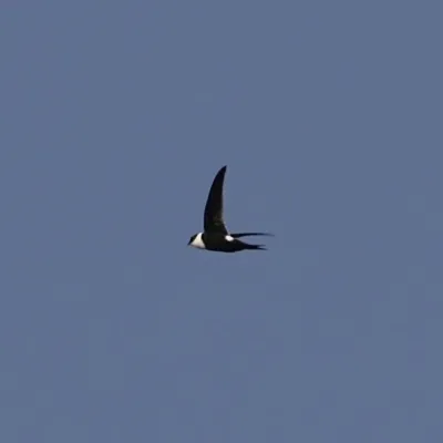 File:Panyptila cayennensis 82980165.jpg