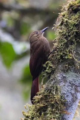 File:Dendrocincla tyrannina 66439061.jpg