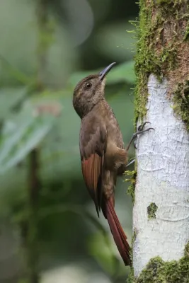 File:Dendrocincla anabatina 254859591.jpg