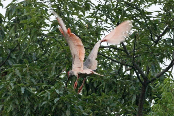 File:Crested Ibis (Nipponia nippon).jpg