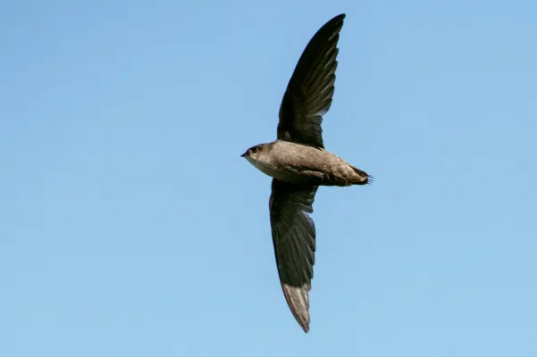 File:Chaetura pelagica, by Lake Erie, Cleveland, Ohio, USA 339593191.jpg