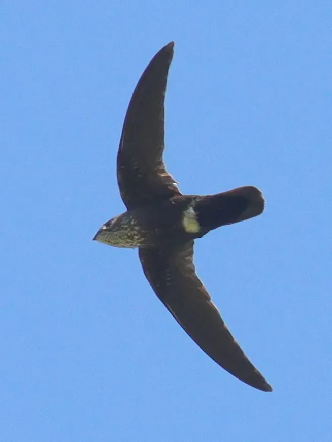 File:Telacanthura ussheri 190401899.jpg