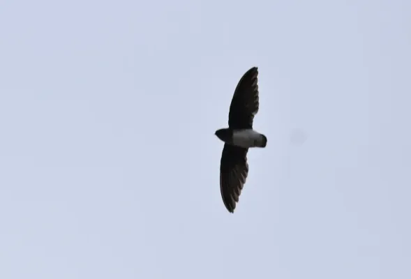 File:Neafrapus boehmi 175621721.jpg