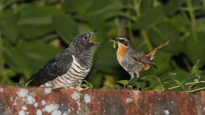 File:Cuculus solitarius 352392296.jpg