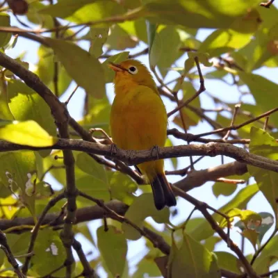 File:Zosterops flavissimus.jpg