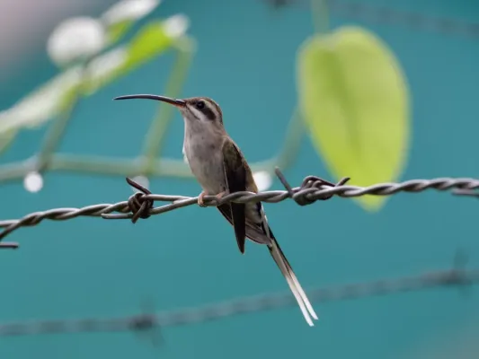 File:Phaethornis augusti 345618420.jpg