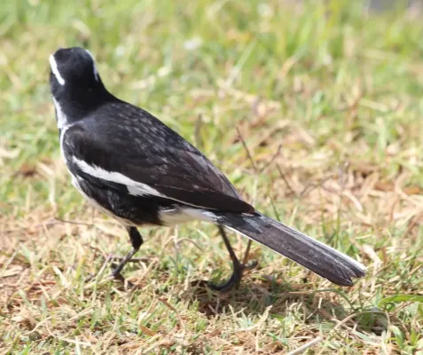 File:African Pied Wagtail (Motacilla aguimp aguimp), Richtersveld NP, Northern Cape, South Africa 6.jpg