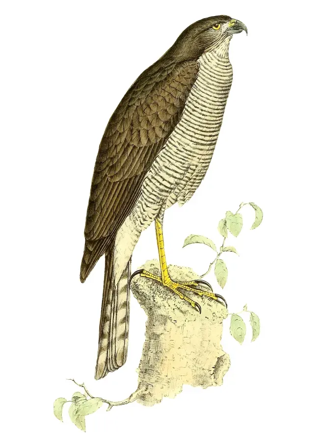 File:Accipiter madagascariensis 1868.jpg