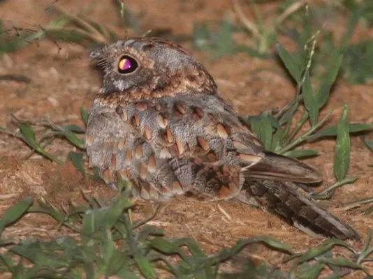 File:Caprimulgus nubicus 177677681.jpg