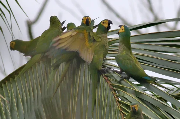 File:Orthopsittaca manilatus 115627686.jpg