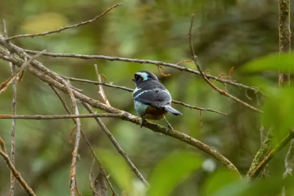 File:Tangara cyanotis 75658262.jpg