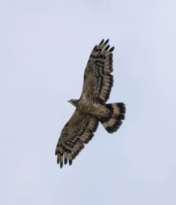 File:Crested honey buzzard (Pernis ptilorhynchus) 4.jpg