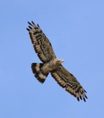 File:Crested honey buzzard (Pernis ptilorhynchus) 8.jpg