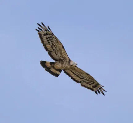 File:Crested honey buzzard (Pernis ptilorhynchus) 17.jpg