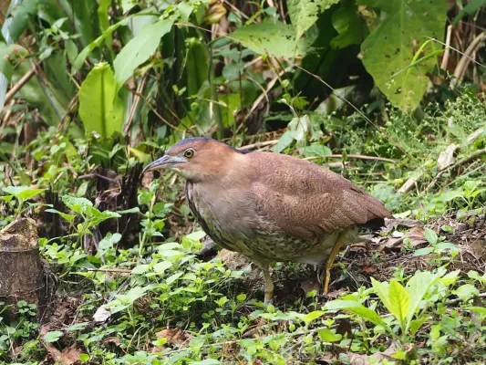 File:Gorsachius melanolophus melanolophus 363333237.jpg