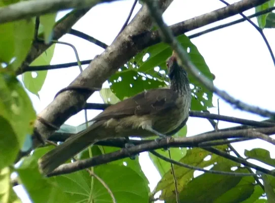 File:Oriolus szalayi 337322447.jpg