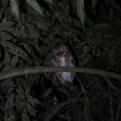 File:Otus spilocephalus ssp. hambroecki.jpg