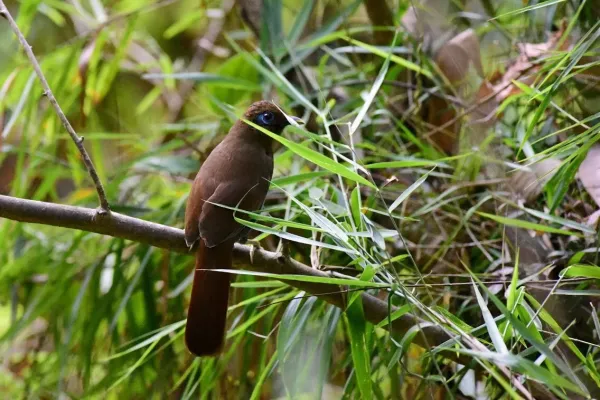 File:Pterorhinus poecilorhynchus.jpg