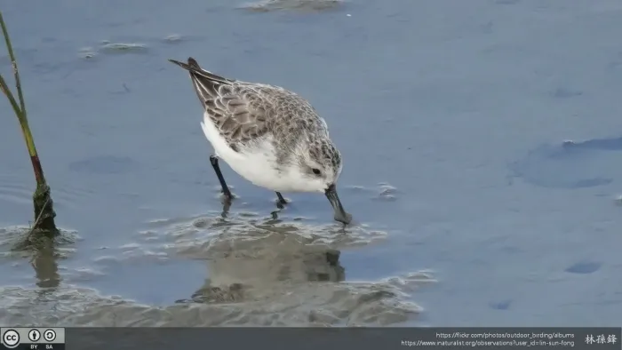 File:Calidris pygmaea 344064423.jpg