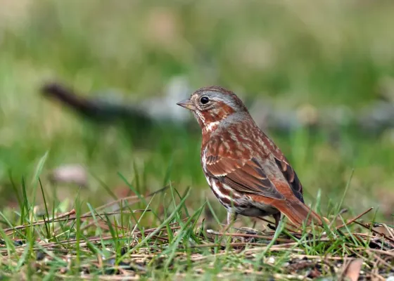 File:Fuchsammer (Passerella iliaca), St. Louis County (Minnesota).jpg