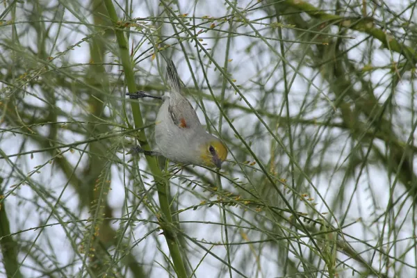 File:Verdin - Auriparus flaviceps.jpg