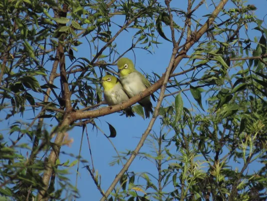 File:Zosterops simplex ssp. simplex.jpg