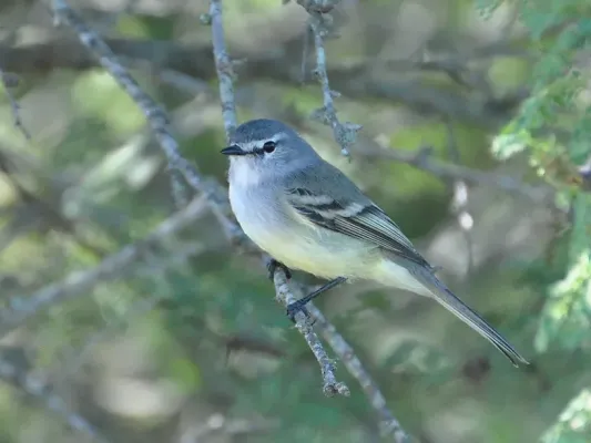 File:Alegrinho (Serpophaga subcristata straminea).jpg