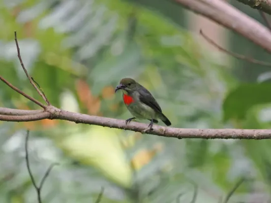 File:Dicaeum pectorale 335125520.jpg
