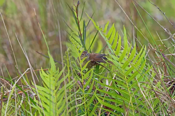 File:Bradypterus seebohmi in Madagascar 3882355.jpg
