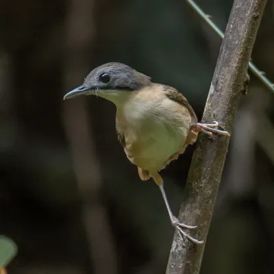 File:Pellorneum malaccense malaccense 190847826 (cropped).jpg