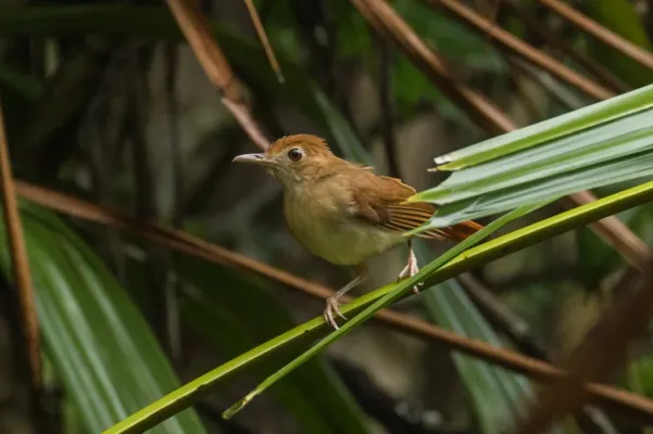 File:Pellorneum bicolor 127653153.jpg