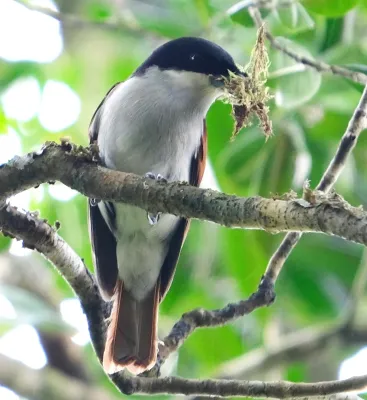 File:Schetba rufa 26436942, crop.jpg