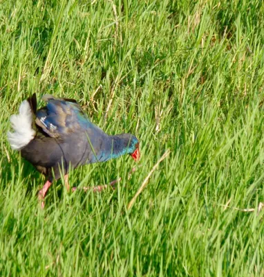 File:African Swamphen (Porphyrio madagascariensis).jpg