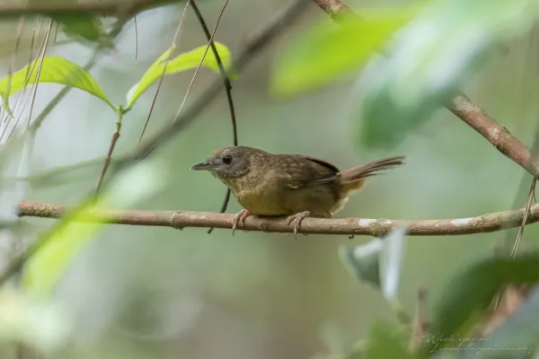 File:Pellorneum albiventre cinnamomeum 301761914.jpg