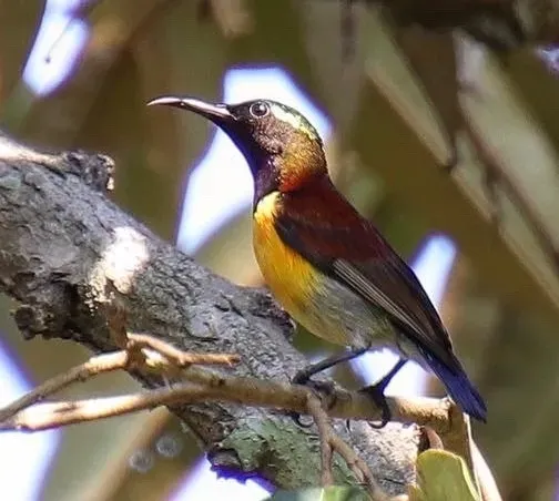 File:Leptocoma sperata juliae 69116825, crop.jpg
