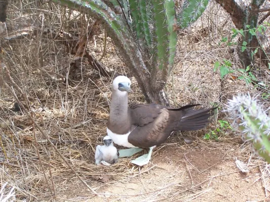 File:Sula leucogaster brewsteri.jpg