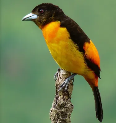 File:Flame-rumped Tanager (Ramphocelus flammigerus).jpg
